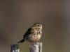 Pipit Farlouse